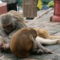 India & Nepal 2011 - 0410